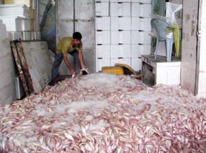 KARACHI, PAKISTAN, OCT 31: A labor puts cleaned fishes at cold storage as demand of  seafood increased in city during fishing season at Karachi Fish Harbor on Monday, October 31,  2011. (Rizwan Ali/PPI Images).